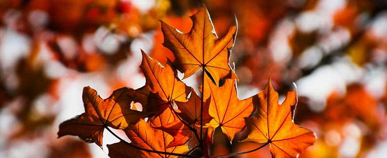 autumn-header