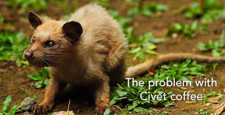the problem with civet coffee