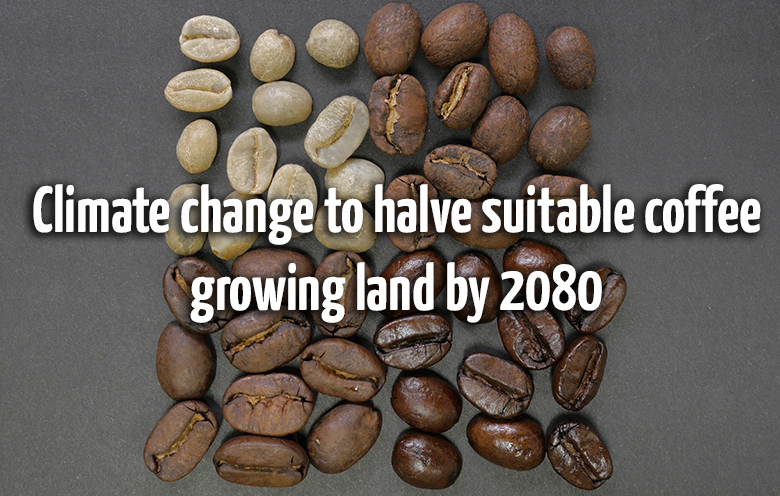 Climate change to halve suitable coffee growing land by 2080