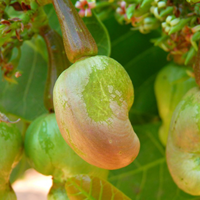 cashew shell